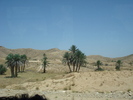 Date Palms_Curmali (2007, August)