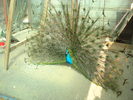 DSC02790