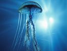 ElectricJellyfish%20pictures%20underwater%20photos