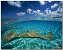 Ocean_Life_(6)