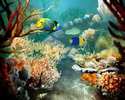Tropical-Fish-3D-Photo-Screensaver_1
