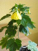 abutilon galben