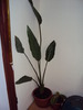 strelitia
