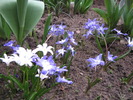 Chinodoxa alba & albastra 25 mart 2010