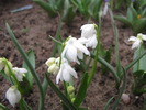 Scilla Siberica alba 25 mart 2010 (2)