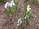Puschkinia alb & albastru 27 mart 2010 (2)