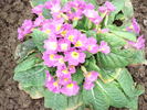 Primula