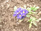 Primula