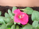 Petunia
