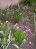 zambile si muscari