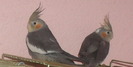 2010-01-19 23-41-19_0005