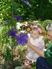 Clematis "The President"