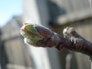 Apple Tree Buds_Mugurasi (2010, Mar.25)