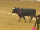 corrida de torros 13-10-2008 029