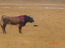 corrida de torros 13-10-2008 065