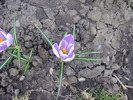 crocusi