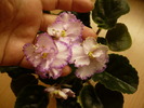 P1230523
