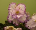 P1230525