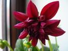 Dahlia Mignon (2010, March 29)