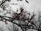 DSCN5116