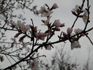 DSCN5117
