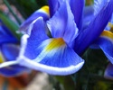 704_floare_iris_poze_flori1