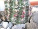 Echinocereus viridiflorus 1 - boboci