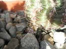 Echinocereus viridiflorus 2 cu pui bazal