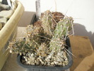 Opuntia fragilis - 30.03