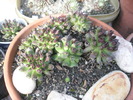 Sempervivum odytii - de la Joita