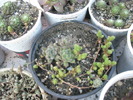 Sempervivum pufos cu Sedum