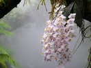 Singapore_botanic_garden_orchids_in_mist_house