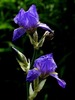 iris