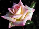 just_a_rose