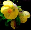 DSCF3928