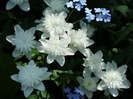 DSCF6425