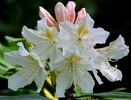 DSCF6429