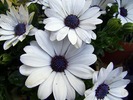 DSCF6466