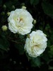 DSCF6660