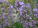 bonson-06-07-08-037