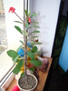 euforbia milii