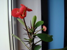 DSC03296