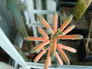 DSC02518