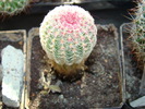 echinocereus rigidisimus var. rubispinus