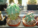 ferocactus