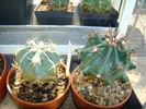 ferocactus