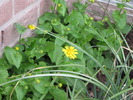 Doronicum - iarba ciutei 29 mart 2010