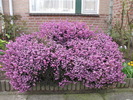 Erica 29 mart 2010 (1)
