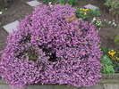 Erica 29 mart 2010 (2)