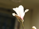Floare de magnolie